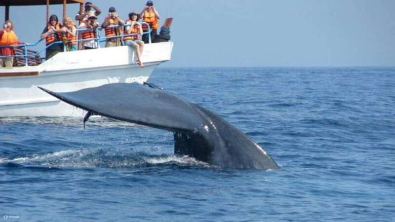 Mirissa: Whale & dolphin Watching Boat Tour with Breakfast - Practical Tips for Your Trip