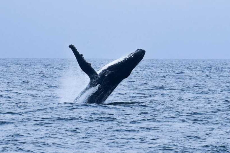 Mirissa: Whale & dolphin Watching Boat Tour with Breakfast - Final Thoughts