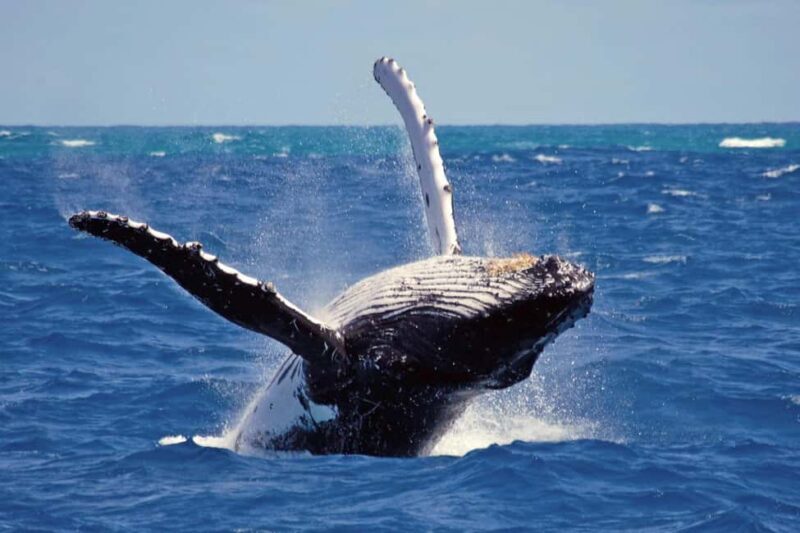 Mirissa: Whale & Dolphin Watching Trip with Private Transfer - The Itinerary: What You Can Expect