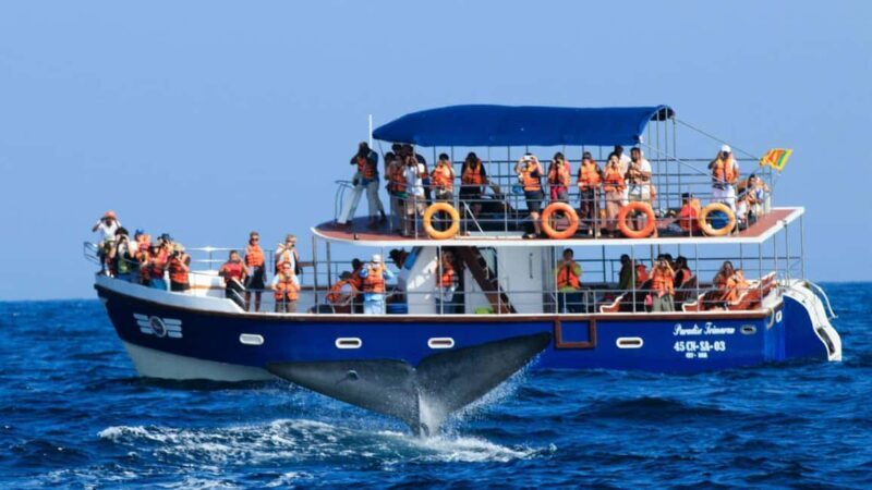 Mirissa: Whale & Dolphin Watching Trip with Private Transfer - The Practical Side: Value and Considerations