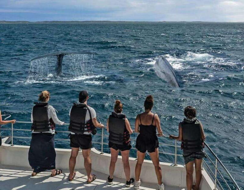 Mirissa: Whale Watching Cruise - Key Points