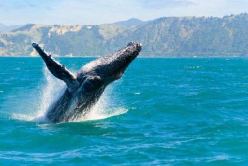 Mirissa: Whale Watching Cruise - Practical Tips for Your Trip