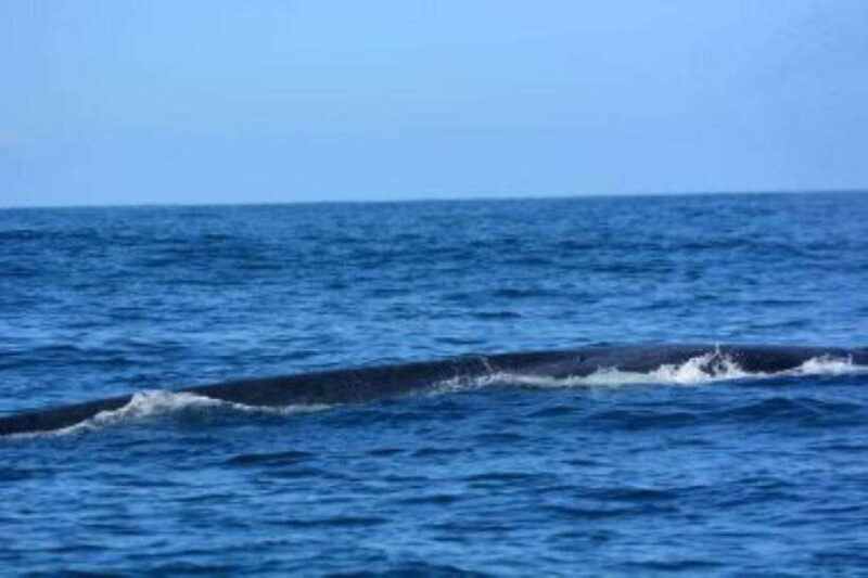 Mirissa: Whale Watching Cruise - FAQ