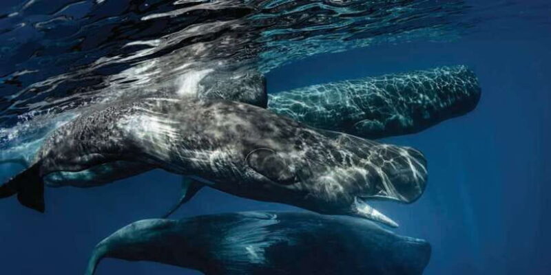 Mirissa: Whale Watching Tour - An In-Depth Look at the Mirissa Whale Watching Experience