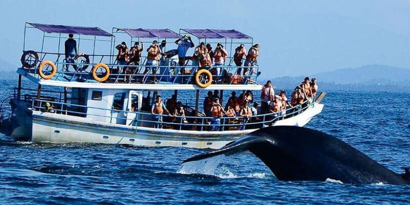 Mirissa: Whale Watching Tour - FAQs