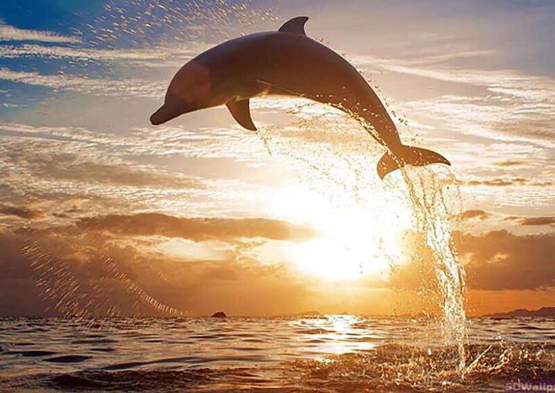 Mirissa Whale Watching, Tour A Once-in-a-Lifetime Experience - Pricing and Value Analysis