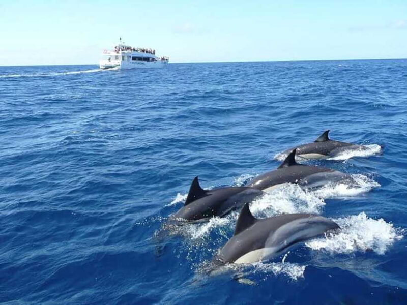 Mirissa Whale Watching, Tour A Once-in-a-Lifetime Experience - Who Will Love This Experience?