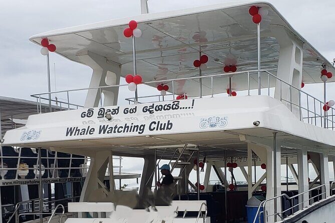 Mirissa Whale watching tour from Colombo/Negombo with Breakfast - Key Points