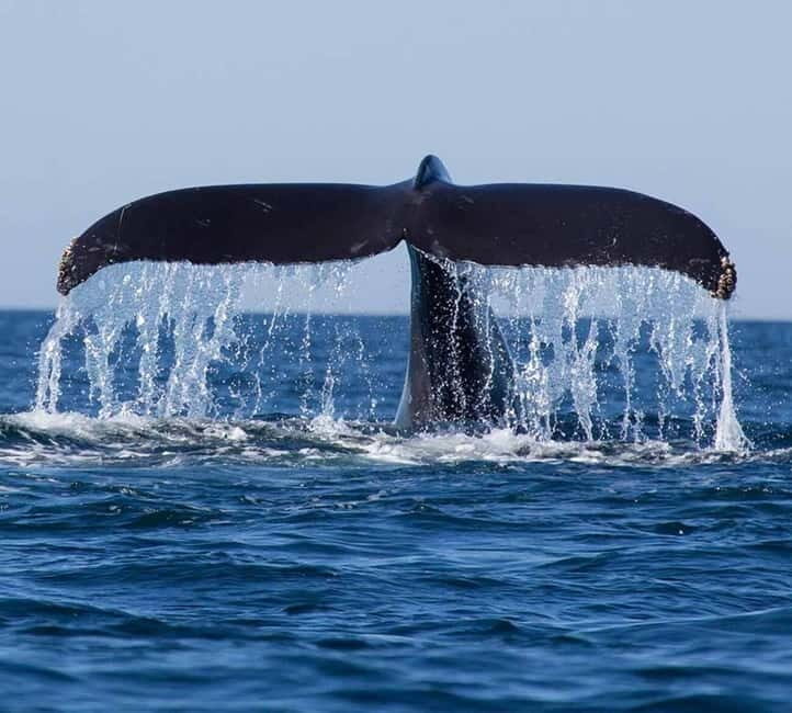 Mirissa: Whale Watching Tour - The Sum Up