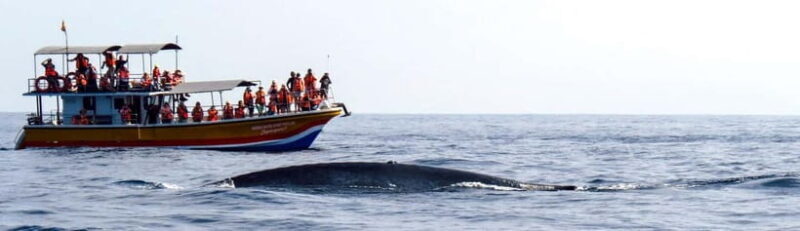 Mirissa Whale Watching-Yala Safari & Galle Fort Night Escape - A Full Day of Adventure and Discovery