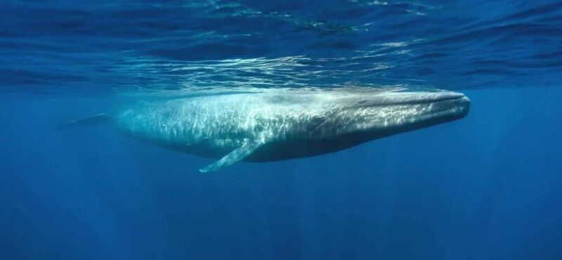 Mirissa Whale Watching-Yala Safari & Galle Fort Night Escape - Authentic Voices: What Travelers Say