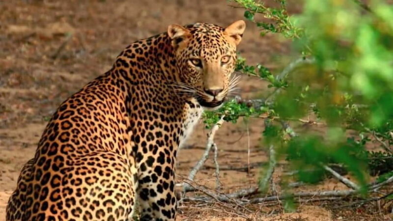 Mirissa Whale Watching-Yala Safari & Galle Fort Night Escape - FAQ