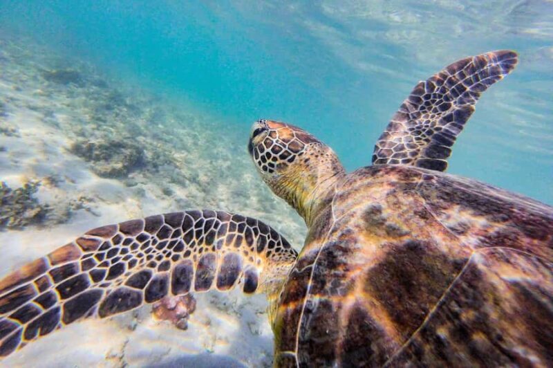 Mission Beach: Explore Dunk Island Day Tour - Authentic Experiences and Real Reviews