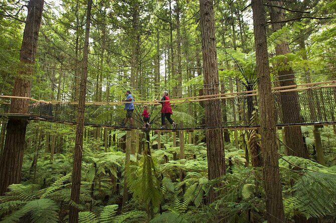 Mitai Maori Village,Waiotapu Thermal Wonderland& Redwood Treewalk - Stop 4: The Redwood Treewalk