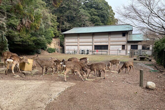 Miyajima Island Tour with Certified Local Guide - Key Points
