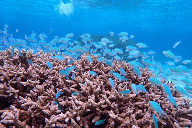 [Miyako Island / Full Day] Sea Turtle Snorkeling & SUP or Canoe - Final Thoughts