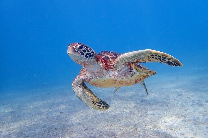 [Miyako Island / Half Day] Sea Turtle Snorkeling - Sightings and Marine Life