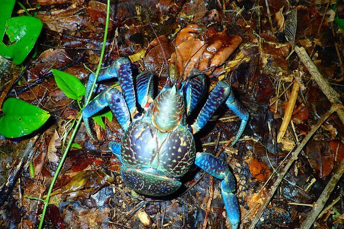 Miyako Island Jungle Night Tour and Starry Sky Viewing - What to Expect from the Tour
