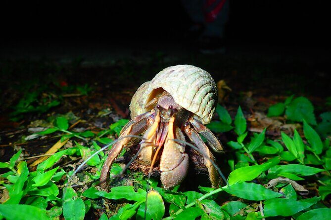 Miyako Island Jungle Night Tour and Starry Sky Viewing - The Sum Up
