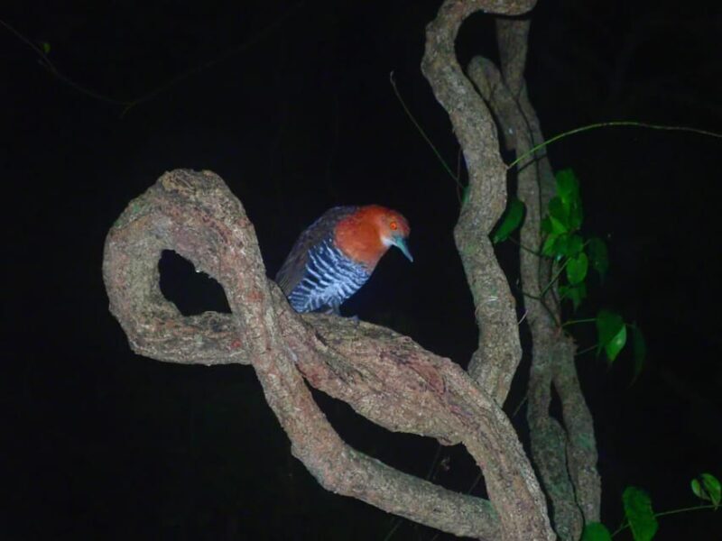 Miyako Island: Stars & Jungle Night Walking Tour - FAQ