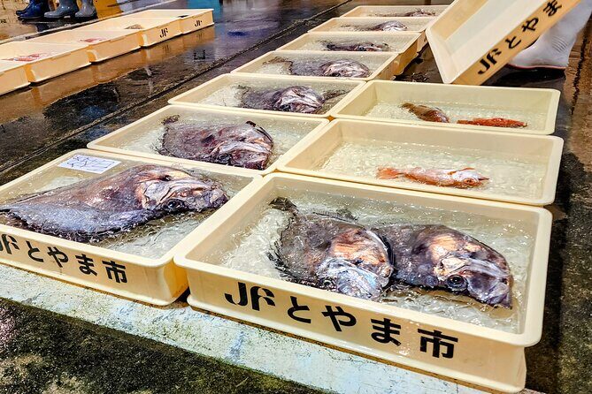 Mizuhashi Fishing Port Tokyo City Sightseeing - A Deep Dive into the Toyama Fishing Experience