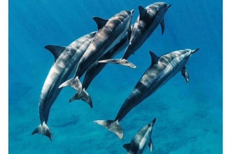 Mnemba: African Maldives Dolphin, Snorkeling + lunch option - An In-Depth Look at the Mnemba Tour Experience