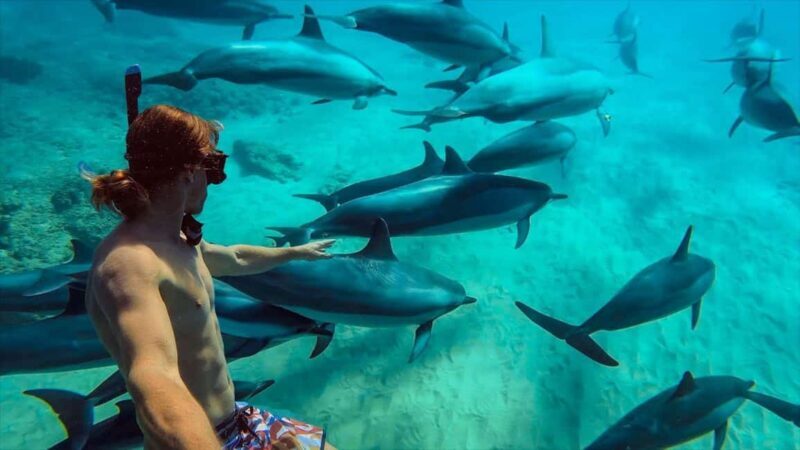 MNEMBA : AFRICAN MALDIVES DOLPHIN TOUR & SNORKLING - Key Points