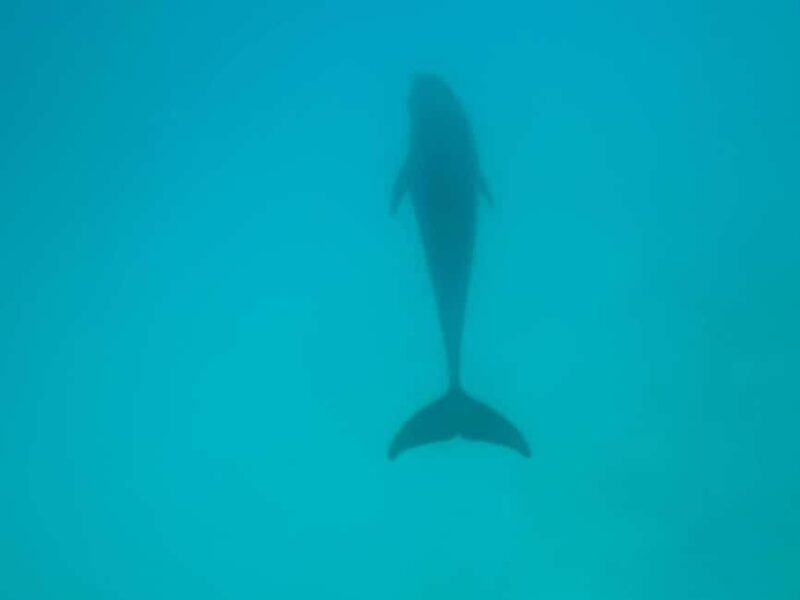 MNEMBA : AFRICAN MALDIVES DOLPHIN TOUR & SNORKLING - Whats Included and Whats Not