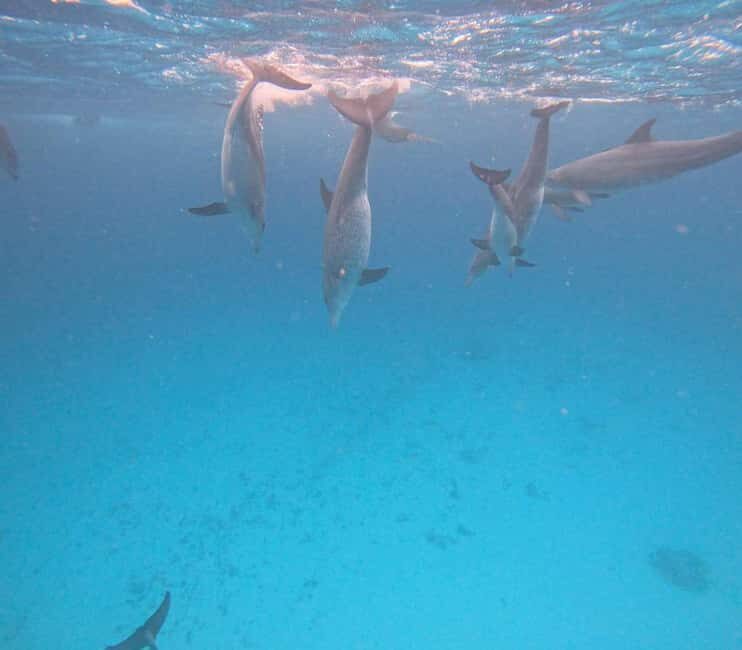 MNEMBA : AFRICAN MALDIVES DOLPHIN TOUR & SNORKLING - Final Thoughts