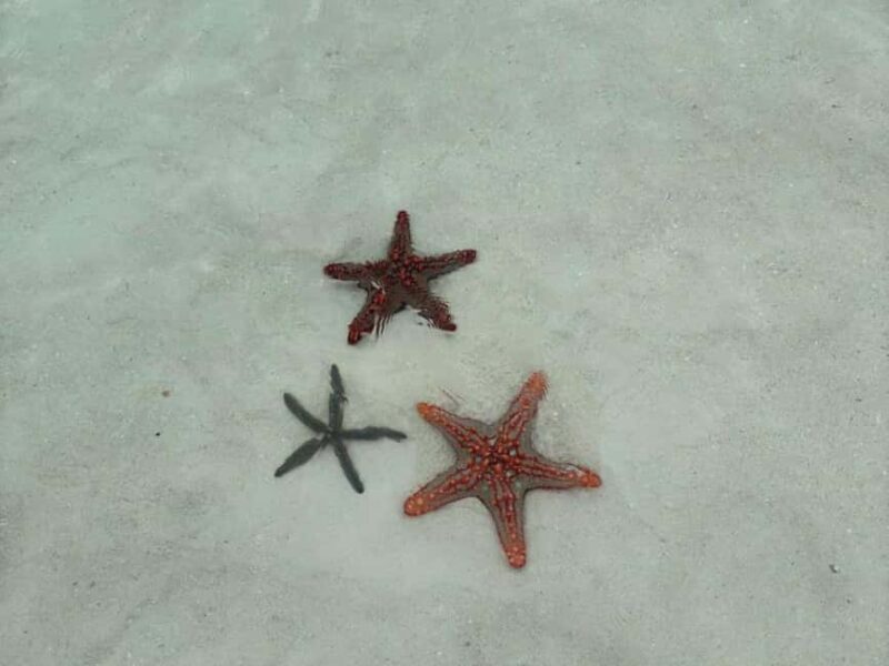Mnemba Atoll: dolphins tour and snorkeling - FAQs