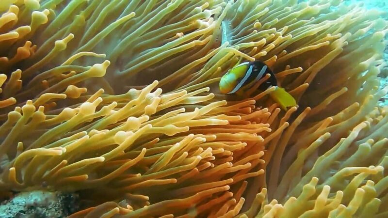 Mnemba atoll snorkeling - Key Points