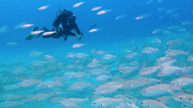 Mnemba atoll snorkeling - Starting Point: From Matemwe Village to Mnemba Island
