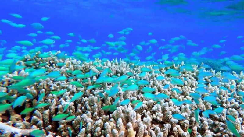 Mnemba atoll snorkeling - Snorkeling: Vibrant Reefs and Colorful Fish