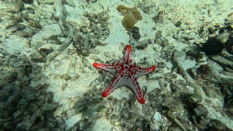Mnemba atoll snorkeling - Lunch and Return Journey