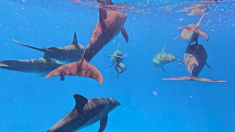Mnemba atoll snorkeling - Why Choose This Tour?