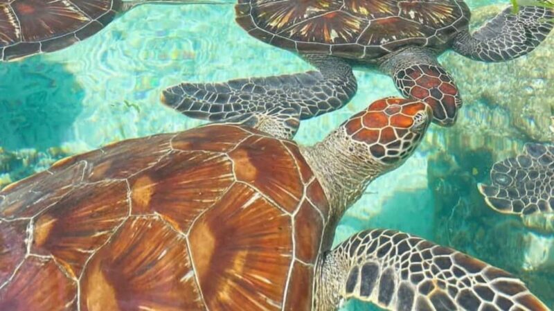 MNEMBA: Dolphin, Snorkeling &Nungwi Seaturtles Sentuary tour - What to Expect During the Tour
