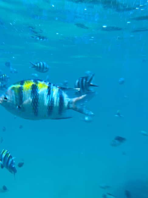 MNEMBA: Dolphin, Snorkeling &Nungwi Seaturtles Sentuary tour - Final Thoughts