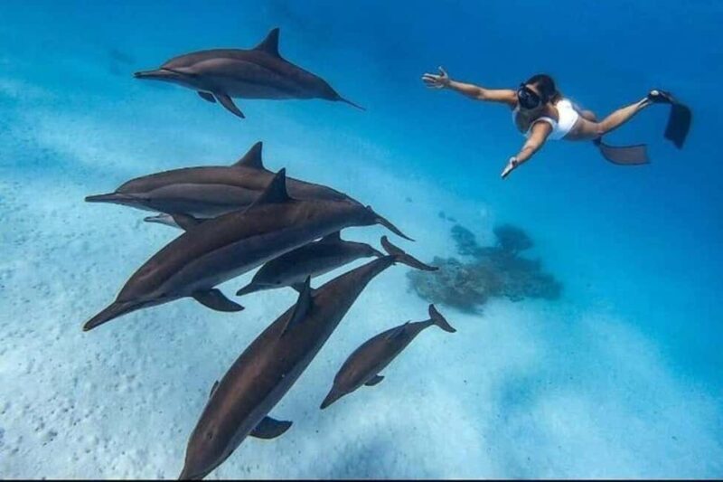 Mnemba: Dolphin Swim & Snorkeling Adventure Day Trip - Key Points