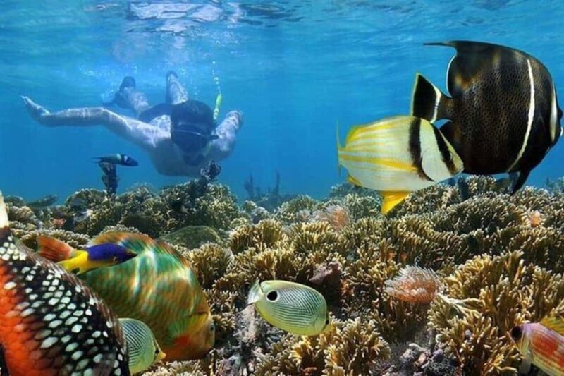 Mnemba: Dolphin Swim & Snorkeling Adventure Day Trip - An Overview of the Experience