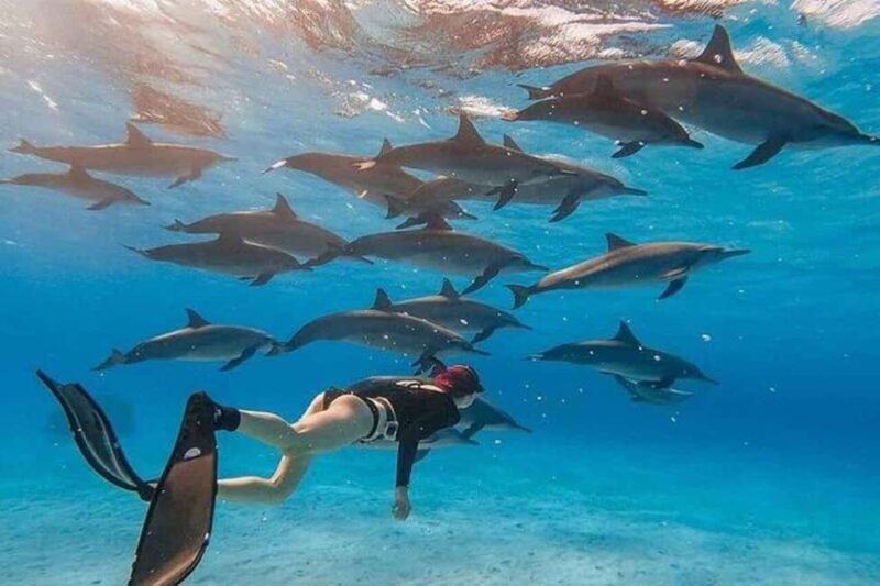 Mnemba: Dolphin Swim & Snorkeling Adventure Day Trip - Why This Tour Is Worth Considering