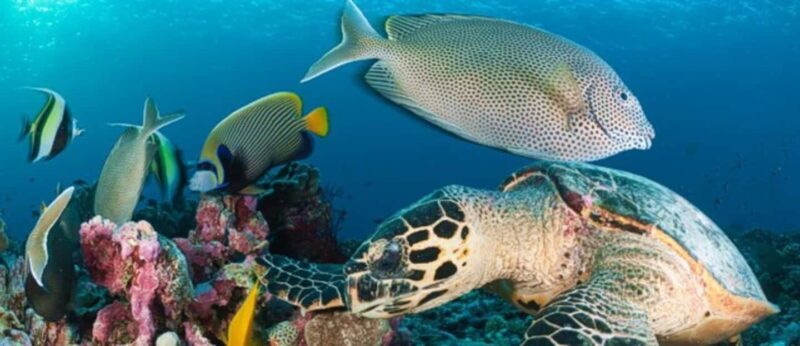 Mnemba: Dolphin Swim & Snorkeling Adventure Day Trip - The Bottom Line