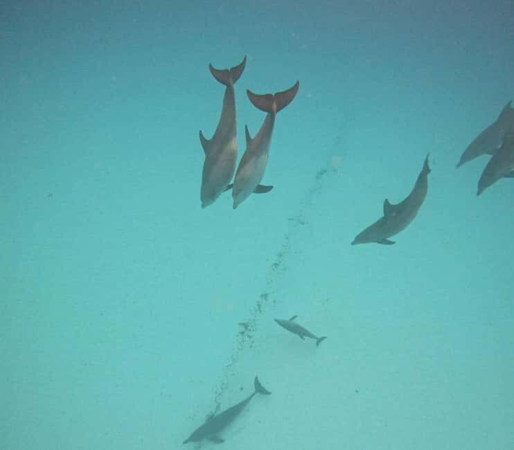 MNEMBA DOLPHIN TOUR, SPICE FARM TOUR & THE LAGOON AQUARIUM - Key Points