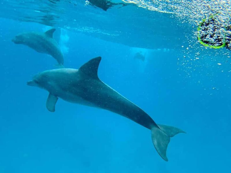MNEMBA DOLPHIN TOUR, SPICE FARM TOUR & THE LAGOON AQUARIUM - Practical Tips for Travelers
