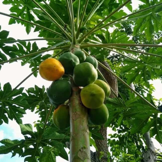 MNEMBA DOLPHIN TOUR, SPICE FARM TOUR & THE LAGOON AQUARIUM - Who Will Love This Experience?