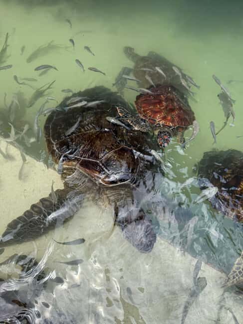 MNEMBA DOLPHIN TOUR, THE LAGOON AQUARIUM & KENDWA BEACH - Key Points