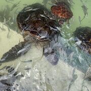 MNEMBA DOLPHIN TOUR, THE LAGOON AQUARIUM & KENDWA BEACH - Who Will Love This Tour?