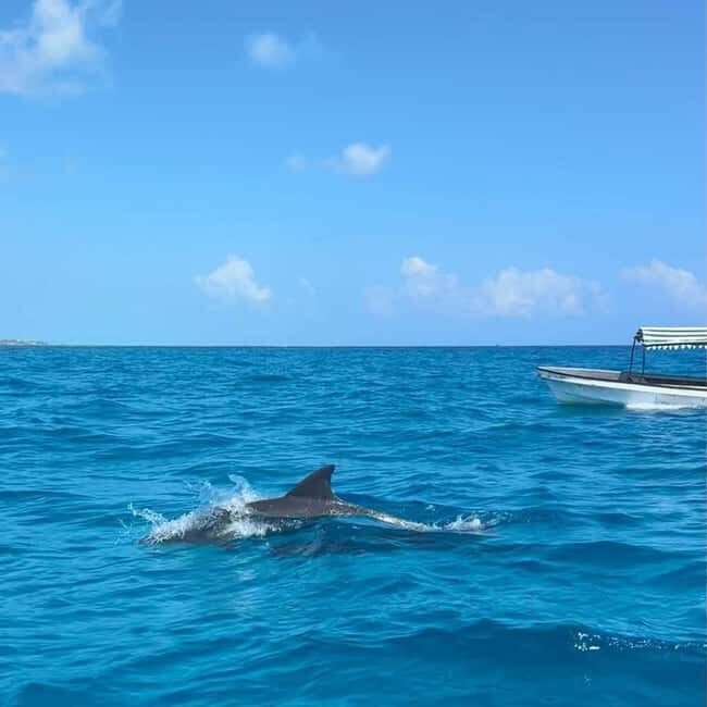 Mnemba Dolphin Watching & Prison Island Adventure With lunch - What Travelers Say About This Tour