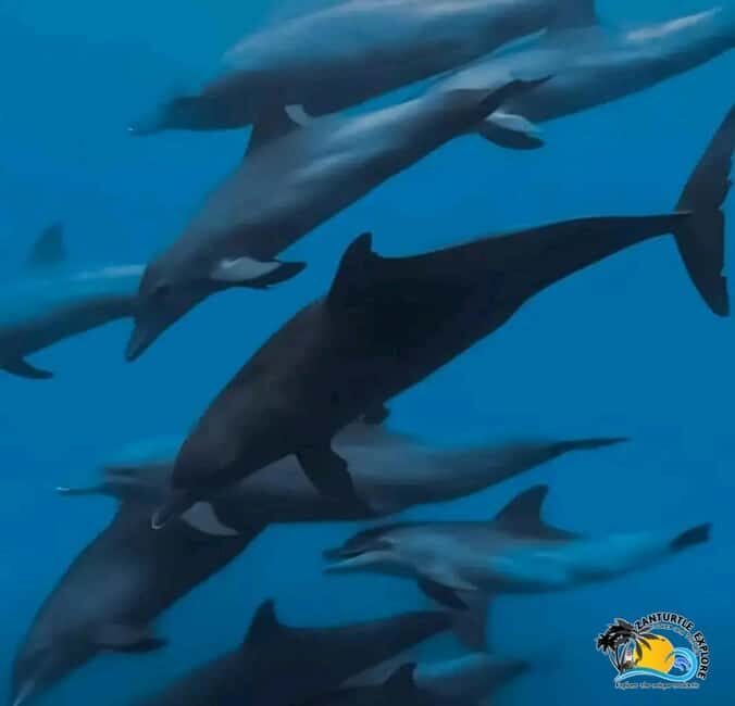 Mnemba Dolphins Tour, Jozani Forest and The Rock Restaurant - A detailed look at what this tour offers