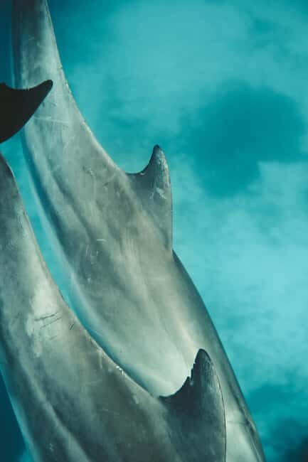 Mnemba Island: Dolphin & Snorkeling Trip with Lunch - Key Points