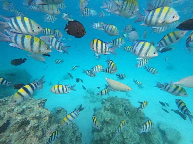Mnemba Island: Dolphin Swim & Snorkeling with Lunch Option - An Introduction to the Mnemba Island Tour